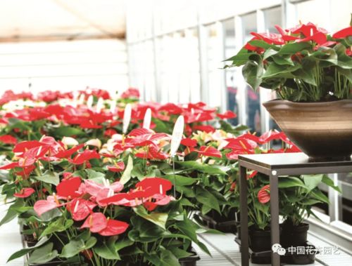 红掌凤梨 周年生产已成常态 年宵花 专题
