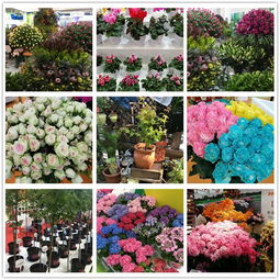 第二十届中国国际花卉园艺展览会