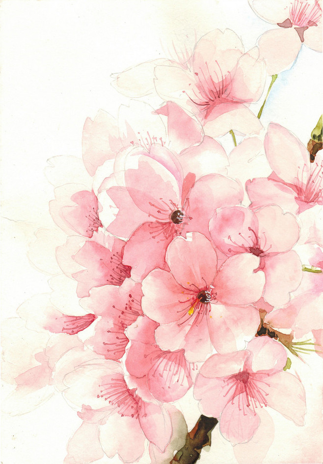 节气之美:二十四节气花卉图 - 图片