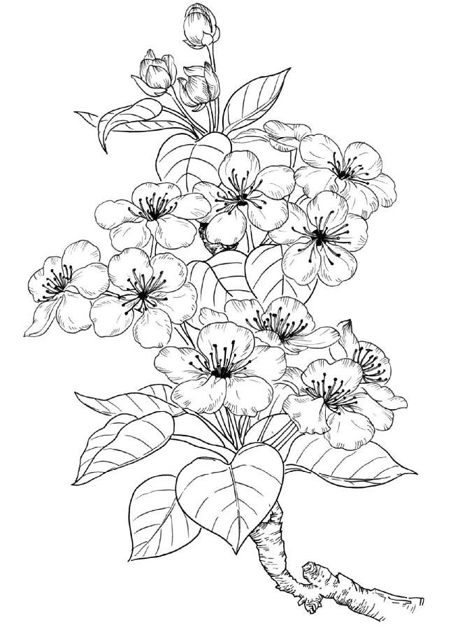 一组线描花卉~ (转) via @花卉插画 | 印象笔记网页版